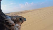 Le faucon : l’oiseau national du Qatar